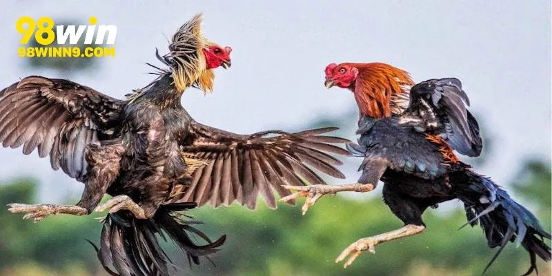 Ảnh đại diện đá gà mỹ