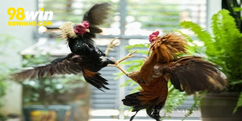 Hướng dẫn cách tham gia đặt cược đá gà cho hội viên