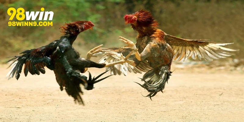 Giới thiệu đôi nét về thể loại đá gà trong thực tế